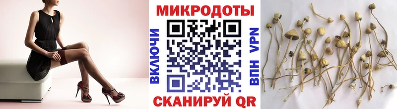 купить наркотик Светлогорск Псилоцибиновые грибы мицелий
